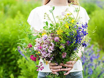 Wildblumenwiese: So legen Sie sich ein kunterbuntes Blütenmeer an