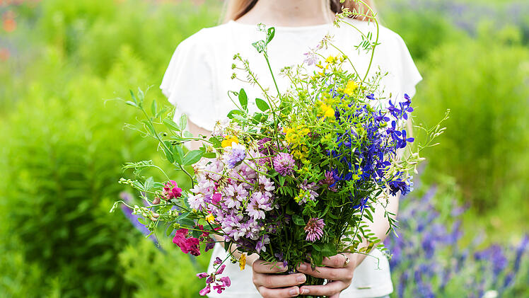 Wildblumenwiese: So legen Sie sich ein kunterbuntes Blütenmeer an