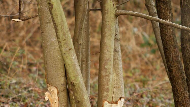 Umgenagt und als Futter abgeschält, dann kann der Stamm im Fluss auf Reise gehen. Foto: Geiling
