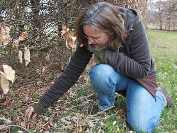 "Wie bei einer Katze", sagt Sabine Simeoni, wenn sie erklären muss, wie man eine Brennnessel so anfasst, dass sie eben nicht brennt. Von außen nach oben streichen, ein wenig in den Händen kneten und dann kann man sie auch gefahrlos roh essen.  Foto: Anja Greiner