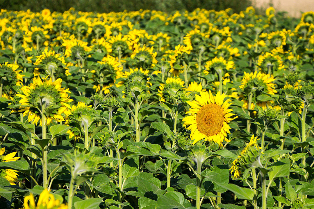 Fotos Konrad Thomann