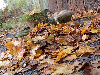 Buntes Herbstlaub: Hübsch anzusehen und ökologisch sehr wertvoll. Foto: Dagmar Besand