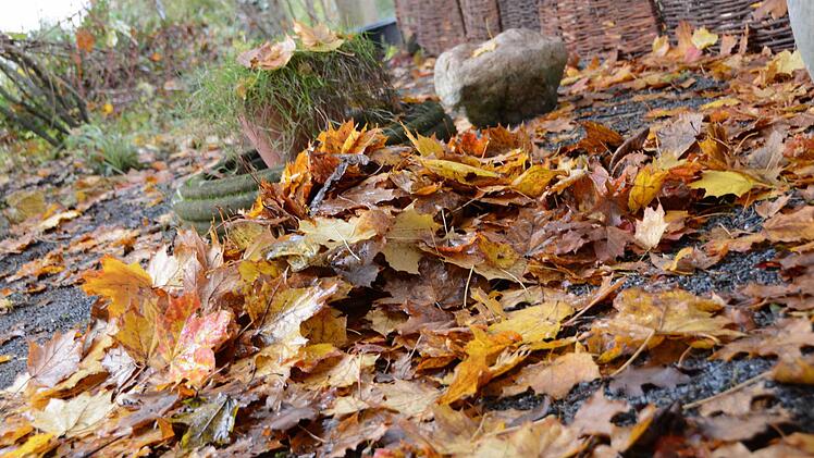 Buntes Herbstlaub: Hübsch anzusehen und ökologisch sehr wertvoll. Foto: Dagmar Besand