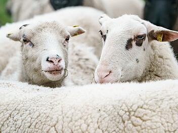 Schafe