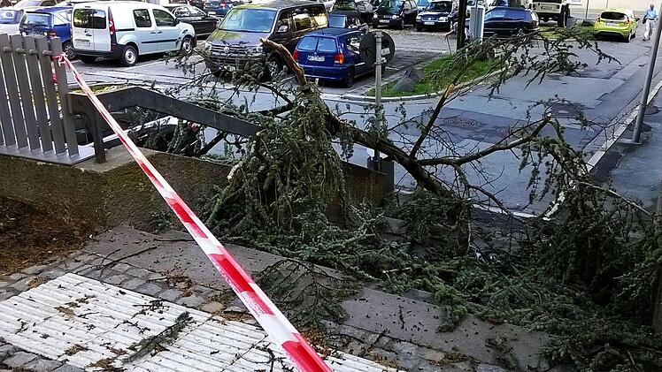 Die Zeder im Josiasgarten verlor einen Ast. Foto: Jochen Berger