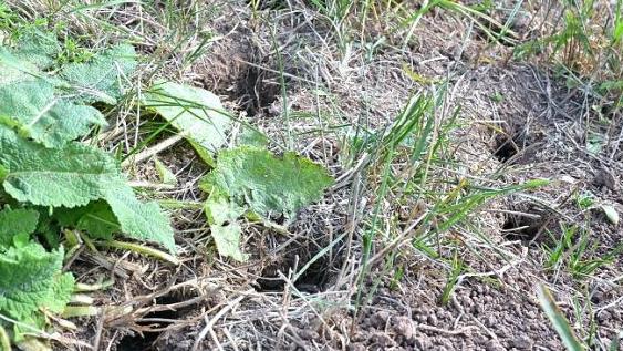 Der Wiesenboden ist mit Löchern der Feldmäuse übersät.