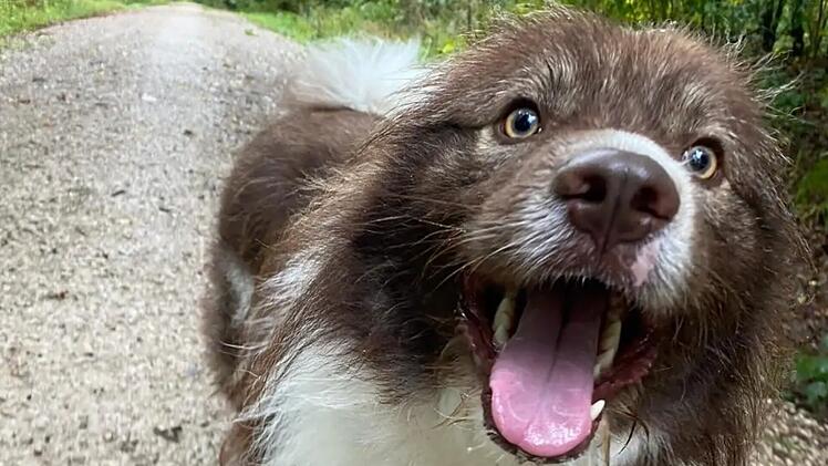 Tierheim Bamberg: "Originell aussehender Rudi" ist besonderer Hund