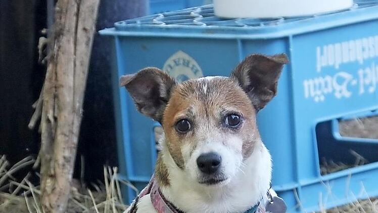 Wachhund Jacky frisst Eindringlinge. So schaut er aus, gell?