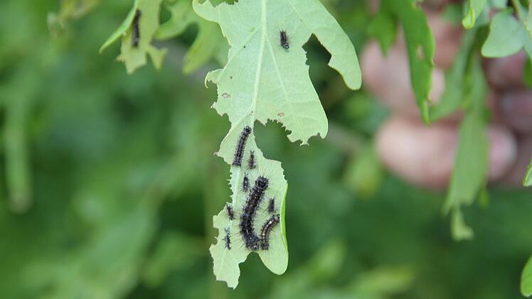 Ein Gelege des Schwammspinners. Die Larven sind bereits geschlüpft. Foto: Mathias Erlwein