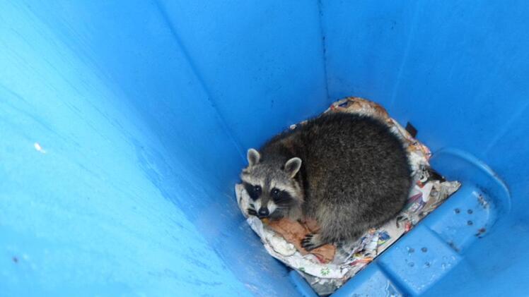 Auf der Suche nach Nahrung kann sich der Waschbär auch schon mal irren: Dieser hier hat sich in die Papiertonne verirrt. Foto: Petra Büchner