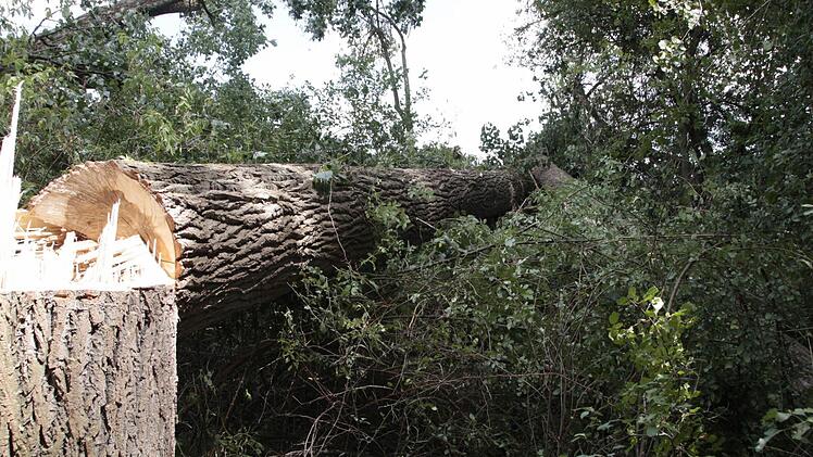 Foto: Josef Hofbauer