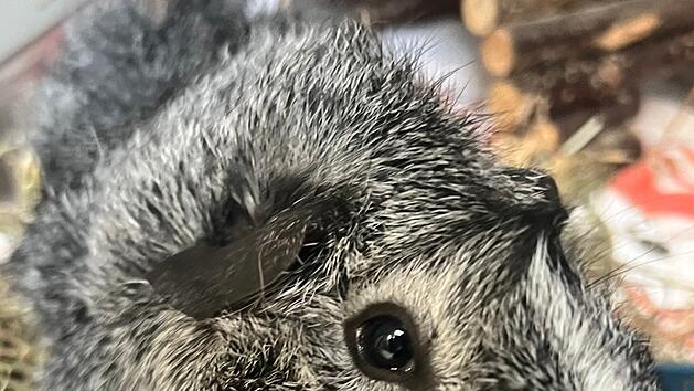 Tierheim Erlangen: Ausgesetzter John "hat es leider nicht geschafft"