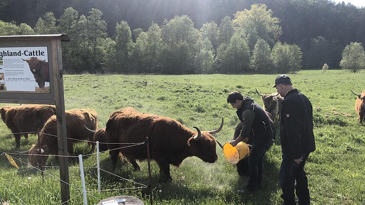 Wenn Timo Bürger und Hartmut Gundermann frühmorgens mit dem Futtereimer nach Fürth am Berg fahren und kräftig darauf trommeln, kommen ihre sieben schottischen Hochlandrinder sofort angerannt.