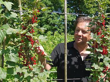 Sommerzeit, Johannisbeerzeit - nicht nur die die roten Klassiker fühlen sich in fränkischen Hausgärten wohl. "Man kann sich zur nächsten Fußball-WM auch eine Hecke in schwarz-rot-gold pflanzen", sagt Gartenbaufachberater Thomas Neder. Foto: Berthold Köhler