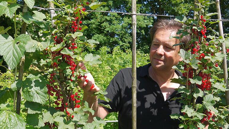 Sommerzeit, Johannisbeerzeit - nicht nur die die roten Klassiker fühlen sich in fränkischen Hausgärten wohl. "Man kann sich zur nächsten Fußball-WM auch eine Hecke in schwarz-rot-gold pflanzen", sagt Gartenbaufachberater Thomas Neder. Foto: Berthold Köhler