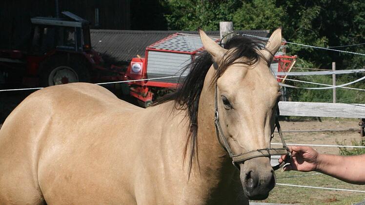 Manfred Schmutzler mit einem seiner Quarter-Horse-Hengste. Das Pferd, das ein Tierquäler umbrachte, sah nahezu genauso aus. Beide standen gemeinsam auf einer Koppel des Gestüts Bucheck in Münchberg. Foto: privat