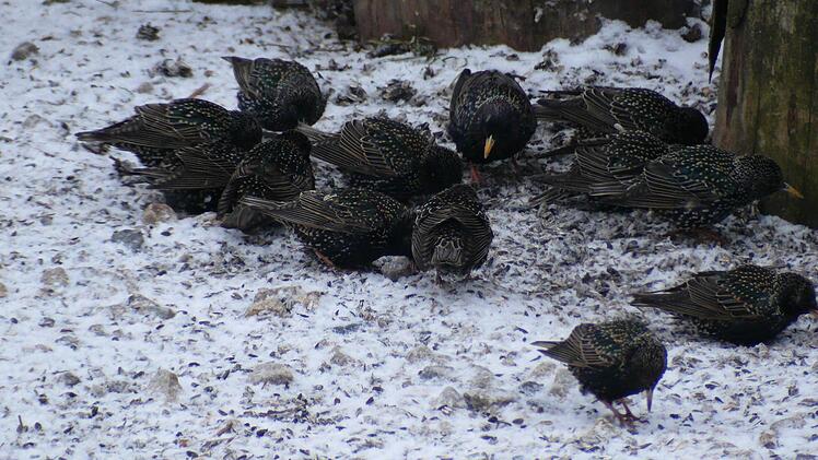 Der Star ist im Winter oft mehrmals am Tag zu Besuch in heimischen Gärten nach Futtersuche. Zur Nahrungssuche ist er häufig am Boden zu sehen. Sein Gefieder ist nach der Herbstmauser weiß gepunktet und glänzt nicht so purpurn wie im Sommerkleid.