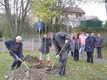 Helmut Merz (links) und Markus Schmitt (Mitte) geben dem Amberbaum in der Fuldaer Straße seine Heimat. Die Vorsitzende und Mitglieder des Obst- und Gartenbauvereins Hammelburg wohnten der Baumpflanzung bei.  Foto: Winfried Ehling