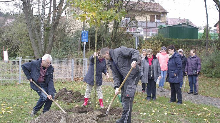 Helmut Merz (links) und Markus Schmitt (Mitte) geben dem Amberbaum in der Fuldaer Straße seine Heimat. Die Vorsitzende und Mitglieder des Obst- und Gartenbauvereins Hammelburg wohnten der Baumpflanzung bei.  Foto: Winfried Ehling