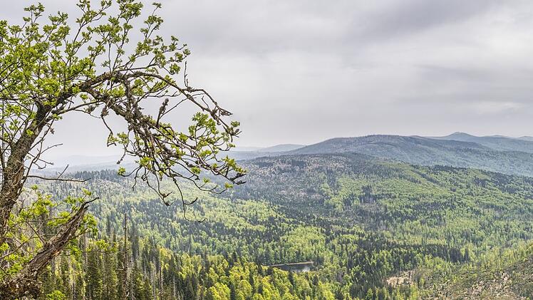 Bayern, Bayerischer Wald, Naturpark, Ausflug, Reise, Wandern, Klettern, Entspannen, Tiere