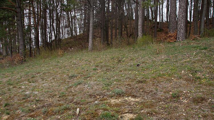 Löcher im Boden, wie sie vor wenigen  Wochen gefunden wurden, deuten auf einen Naturfrevel hin. Foto: Hermann Kellner