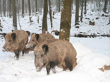 Auf dem Sportplatz in Höhn machen Wildschweine Probleme mit ihrer Wühlerei. Die Stadt soll helfen, dagegen vorzugehen.Symbolfoto: Archiv
