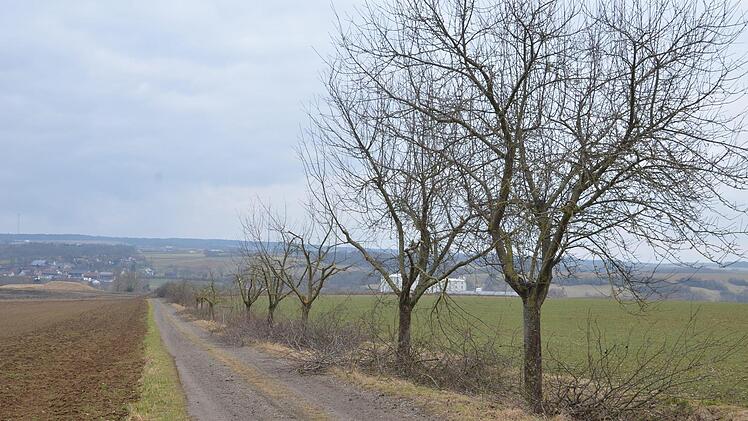 Bei Großheirath werden zurzeit Obstbäume im Auftrag des LPV gepflegt.