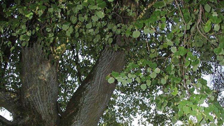 Der rechte "Zwieselast" dieser Linde am Friedhof in Buch droht nach einem Baumgutachten abzubrechen und soll deshalb gesichert werden. 1400 Euro müssen hierfür ausgegeben werden. Der Bauausschuss (Hintergrund) beschloss diese Maßnahme, um den Baum erhalten zu können. Foto: Helmut Will