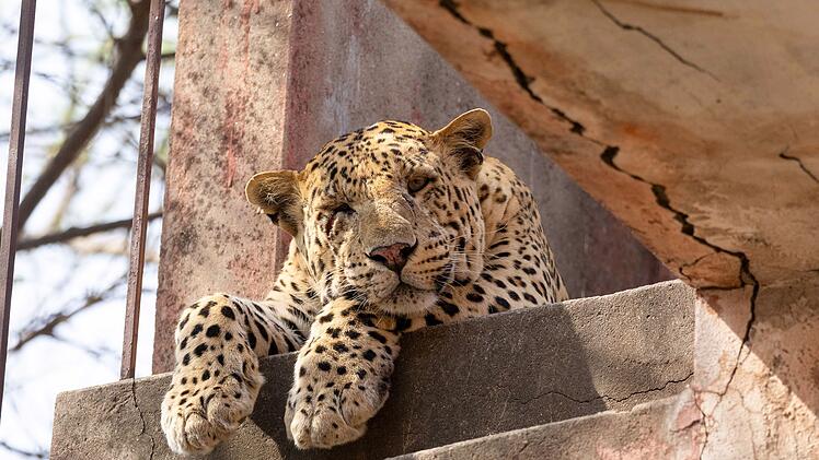 Bahadur, der Vater von Rana, ist seit sechs Jahren Herrscher der Dynastie.