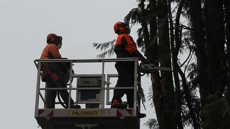 Am Mittwoch fielen die beiden Thuja-Bäume im Innenhof des Luitpoldbades. Ein Gutachter hat festgestellt, dass sie nicht mehr verkehrssicher waren. Fotos: Thomas Mäuser