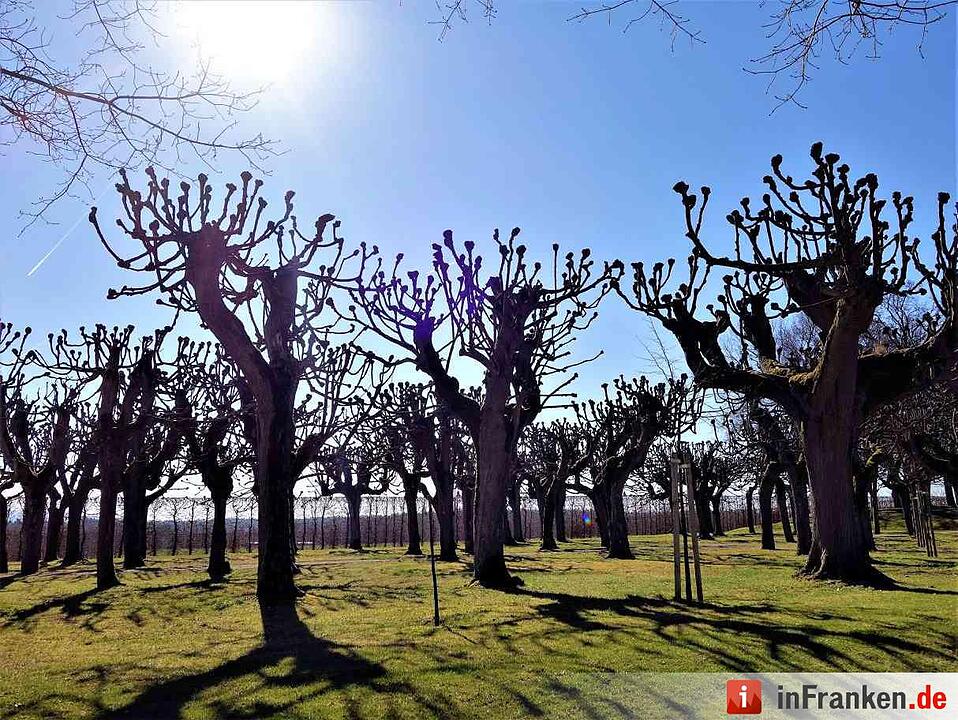 Leserbilder: Sommerliches Franken im März