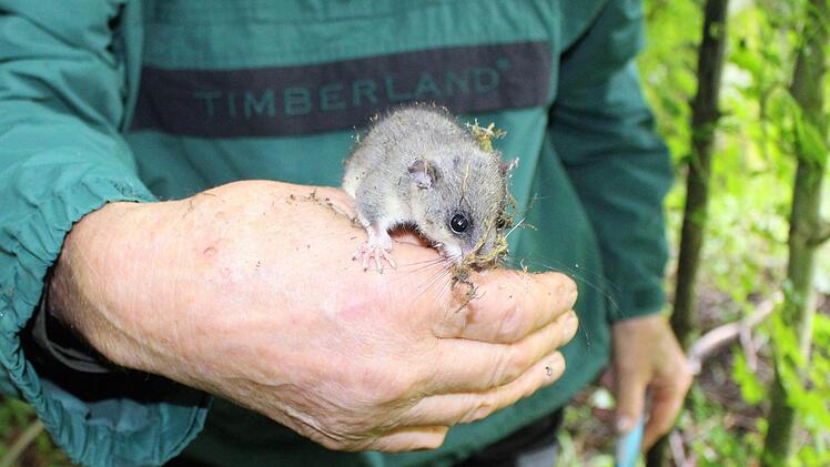Herbert Schuhmann kontrolliert von Zeit zu Zeit die Nistkästen, die er rund um Schönderling aufgehängt hat.  Foto: Julia Raab