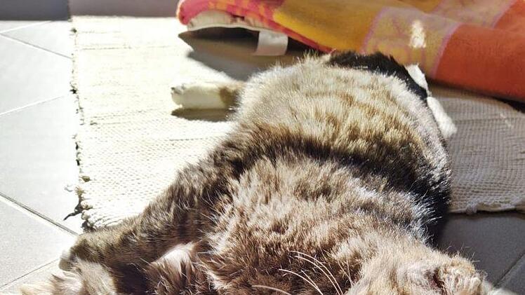 Er legt sich gerne in die Sonne.  Fotos: Luci Schröder