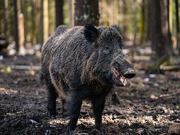 Wildpark Mehlmeisel: Fünf neue Namen für Wildschwein "Putin" stehen zu Abstimmung