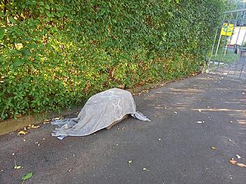 Tierheim Bayreuth: Verstoßene Katze flieht aus Transportbox - "sind schockiert" Tierheim Bayreuth: Verstoßene Katze flieht aus Transportbox - "sind schockiert"