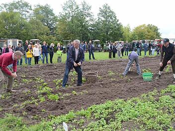 Schirmherr und Landrat Oswald Marr (2. v.l.) war sich nicht zu schade, selbst die Kartoffel vom Acker mit aufzulesen und diese in einer "Krätz'n" zu sammeln. Mit im Bild, der Vorsitzende der Schlepperfreunde Schmölz, Edgar Redwitz (rechts).  Foto: K.-H. Hofmann
