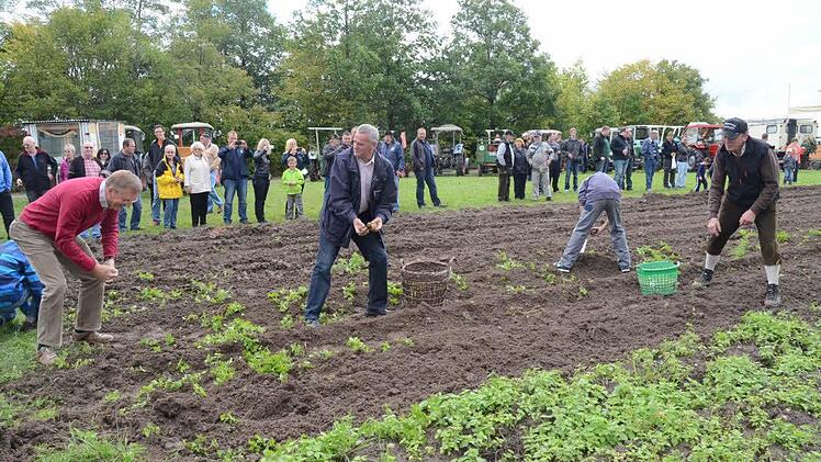 Schirmherr und Landrat Oswald Marr (2. v.l.) war sich nicht zu schade, selbst die Kartoffel vom Acker mit aufzulesen und diese in einer "Krätz'n" zu sammeln. Mit im Bild, der Vorsitzende der Schlepperfreunde Schmölz, Edgar Redwitz (rechts).  Foto: K.-H. Hofmann
