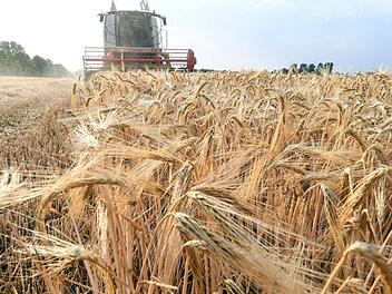 Bald startet für die Landwirte wieder die Erntesaison. Einige Getreidesorten haben unter der Trockenheit in diesem Jahr gelitten.  Foto: dpa