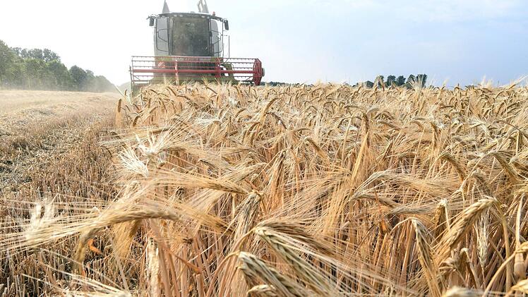 Bald startet für die Landwirte wieder die Erntesaison. Einige Getreidesorten haben unter der Trockenheit in diesem Jahr gelitten.  Foto: dpa