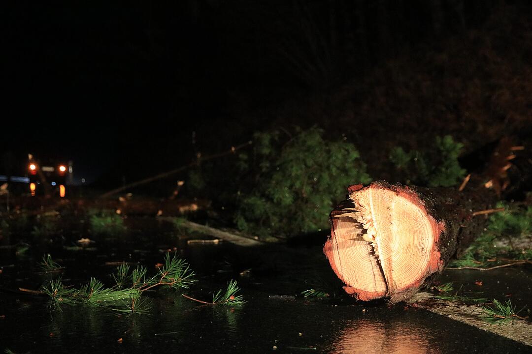 Vorsätzlich angesägt: 18 Meter Stamm liegt plötzlich auf der Straße