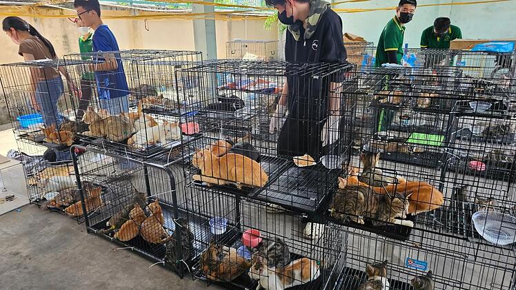 Katzenfleischhandel in Vietnam
