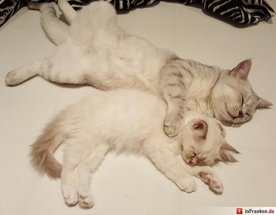 Foto: Christian Schuster