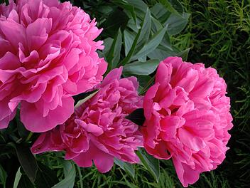 Pfingstrosen im Garten