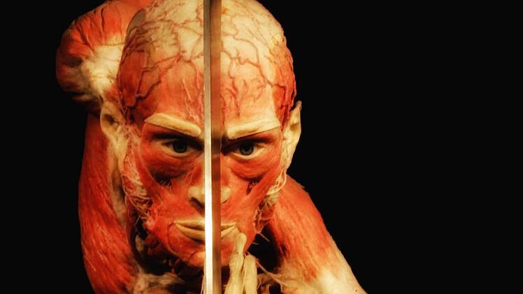 Die Ausstellung "Körperwelten - eine Herzenssache" wird noch bis zum 11. Februar im Quelle-Areal in Nürnberg gezeigt. Foto: Matthias Hoch