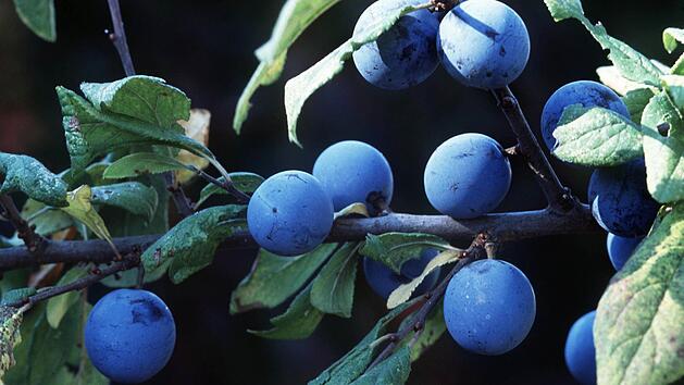 Foto: Marion Nickig/dpa