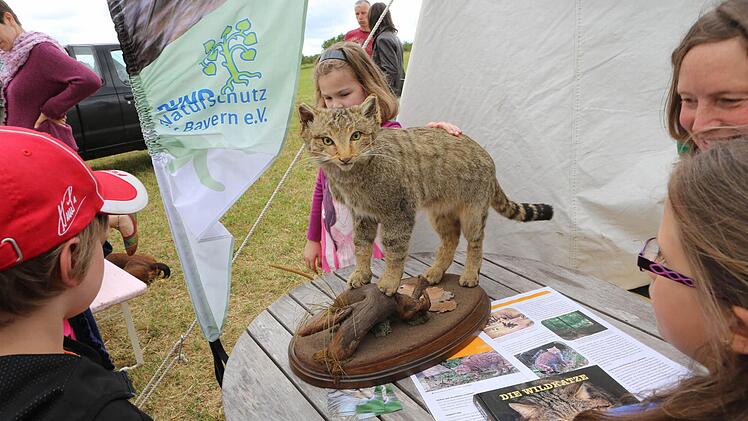 Gefahrlos ließ sich die (ausgestopfte) Wildkatze streicheln.