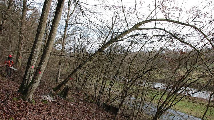 Eindrücke von den Fällarbeiten. Foto: Ralf Ruppert