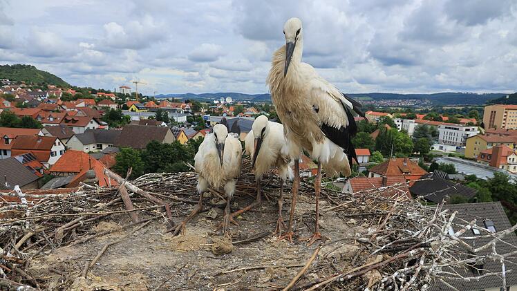 Dieses Foto von einer Kamera am Gestänge zur Fütterung zeigt die drei Jungstörche am Donnerstag.