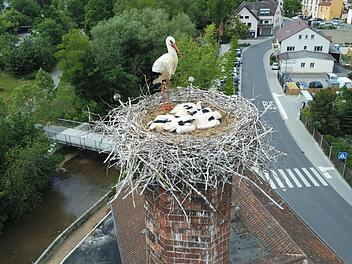 Die Drohnenfotos entstanden, aus sicherer Entfernung mit Teleobjektiv, vor etwa drei Wochen. Inzwischen machen die Jungstörche auf dem Schlot der ehemaligen Fabrik Wirth schon Übungen für den ersten Ausflug.