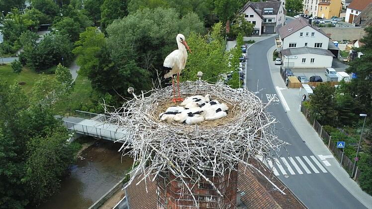 Die Drohnenfotos entstanden, aus sicherer Entfernung mit Teleobjektiv, vor etwa drei Wochen. Inzwischen machen die Jungstörche auf dem Schlot der ehemaligen Fabrik Wirth schon Übungen für den ersten Ausflug.